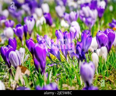 Springtime with purple corcus flowers in the meadow Stock Photo