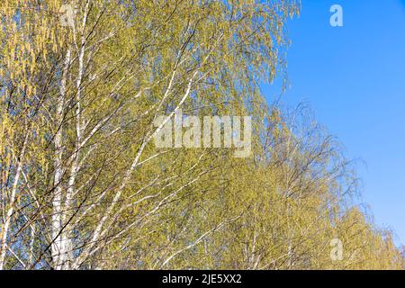 birch trees in the spring season with a lot of earrings during blooming, spring nature with a birch tree Stock Photo