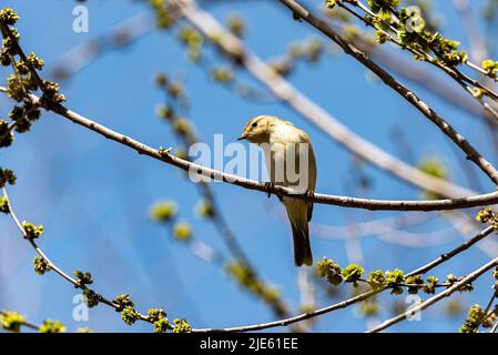 Willow Warbler (Phylloscopus trochilus). Photo was taken in Israel, Jerusalem Stock Photo