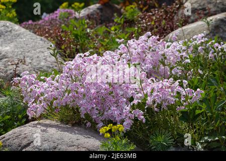 Pale pink flowers Phlox subulate in a small rockery. Stock Photo
