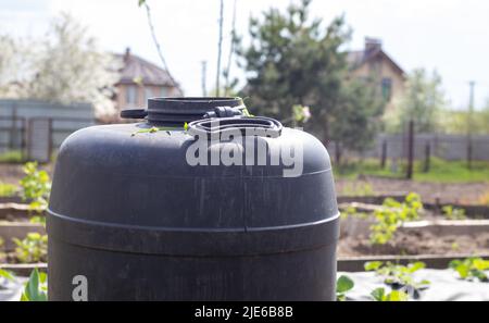 Large black plastic barrel with water in the summer garden. Rainwater tank in the garden, hot summer day. Barrels for watering the garden Stock Photo