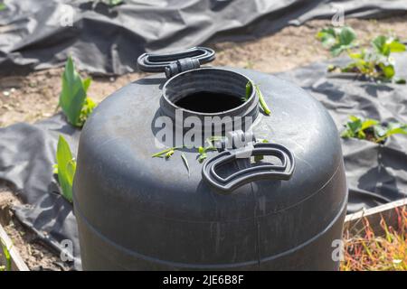 Large black plastic barrel with water in the summer garden. Rainwater tank in the garden, hot summer day. Barrels for watering the garden Stock Photo