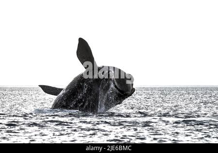 Right Whale jumping , Eubalaena Autralis, Glacialis, Patagonia , Peninsula Valdes, Patagonia, Argentina. Stock Photo