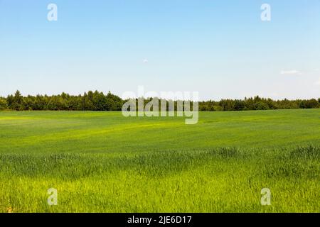 field with green immature oats, growing livestock feed green oats in a large field, there is damage from insects Stock Photo