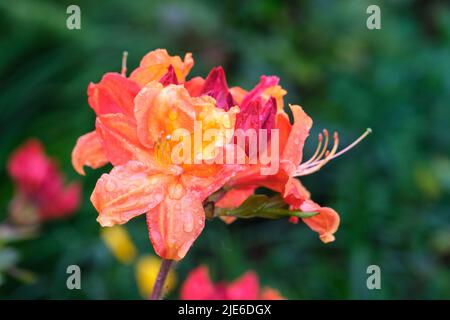 Orange azalea flowers in garden in spring Stock Photo