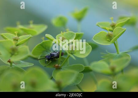 sawfly tenthredo sitting in a euphorbia blossom Stock Photo