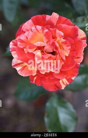 rose flower in the garden Stock Photo