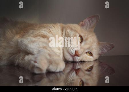 Sleepy red cat lying on a dark mirror table. Pet care Stock Photo