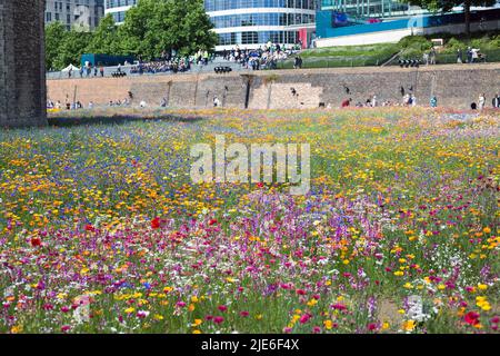 Superbloom, Tower of London, June 2022.  Panoramic view of the Moat full of millions of wild flowers.  Tourists can be seen in the background flocking Stock Photo
