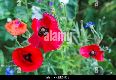 Close up of bright Red Poppy in full bloom Stock Photo