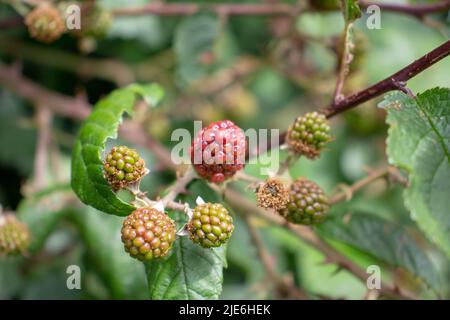green unripe Blackberry (genus Rubus) fruit isolated on a natural green hedge background Stock Photo