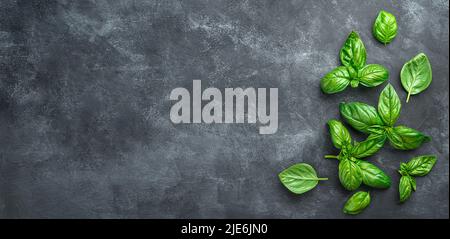 Fresh basil leaves on a black background. Stock Photo
