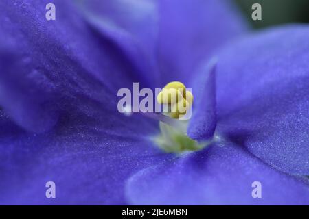 Close-up of deep blue African Violet flower focused and showing detail of anther and a blurred stigma -06 Stock Photo