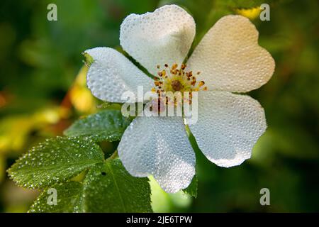 Closeup Shot of Wild Rosehip Flower in Dew Drops. Inside the Pink Delicate Flower, a Ladybug sits in drops of dew. Stock Photo