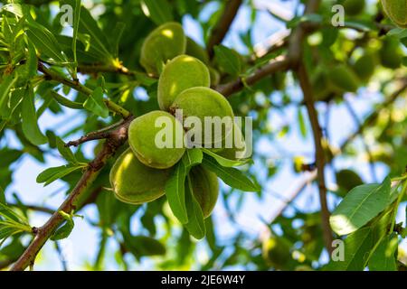 Peaches ripen on a branch among green leaves. Unripe peach fruit on a tree close-up. Stock Photo