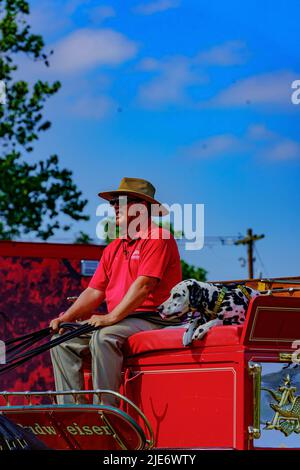 Wrightsville, PA, USA – June 24, 2022: A close-up of the dalmatian dog beside the wagon master on the Budweiser Beer wagon.