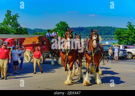 Wrightsville, PA, USA – June 24, 2022: The Budweiser Clydesdale pull the iconic beer wagon through the town’s street near the Susquehanna River in Yor