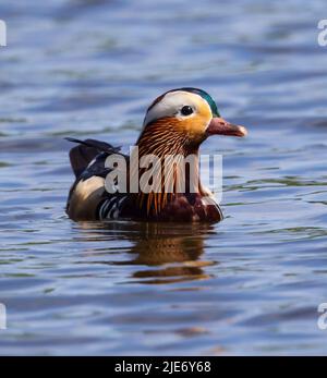 Drake Mandarin duck at Canop Ponds in the Forest of Dean Gloucestershire UK Stock Photo