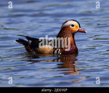 Drake Mandarin duck at Canop Ponds in the Forest of Dean Gloucestershire UK Stock Photo