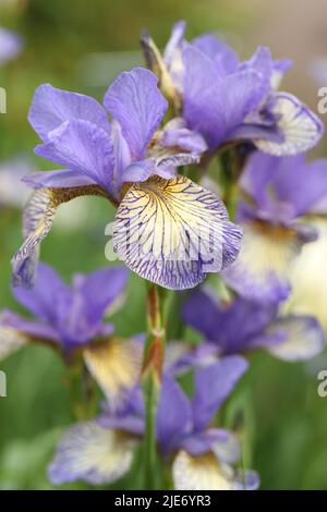 Closeup view of Iris sibirica flowers, the cultivar 'Banish Misfortune', in a garden Stock Photo