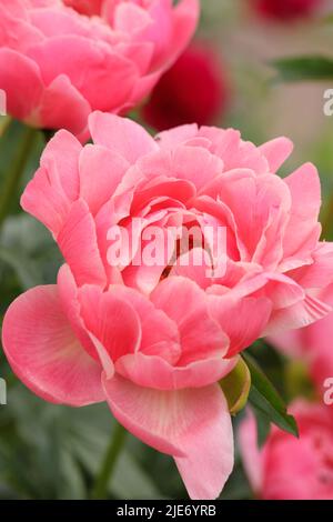 Closeup view of hybrid peony flowers, cultivar  'Coral Sunset', in a garden Stock Photo