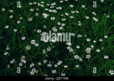 Beautiful meadow with blooming Stellaria media or chickweed white small flowers and green grass. Spring nature background. Stock Photo