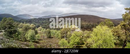 Woodland regeneration on Mar Lodge Estate near Braemar. Cairngomes National Park Scotland Stock Photo