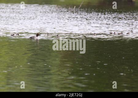 common goldeneye or simply goldeneye (Bucephala clangula) with babies Stock Photo