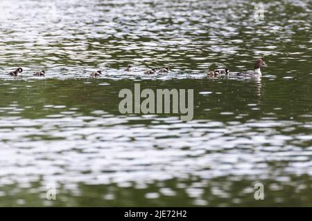 common goldeneye or simply goldeneye (Bucephala clangula) with babies Stock Photo