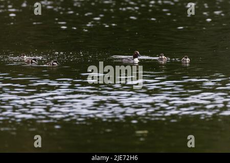 common goldeneye or simply goldeneye (Bucephala clangula) with babies Stock Photo