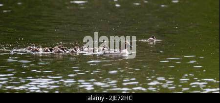 common goldeneye or simply goldeneye (Bucephala clangula) with babies Stock Photo