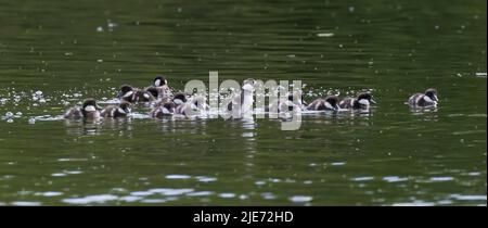 common goldeneye or simply goldeneye (Bucephala clangula) with babies Stock Photo