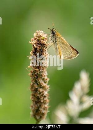 Small skipper Thymelicus sylvestris resting on grass in summertime. Stock Photo