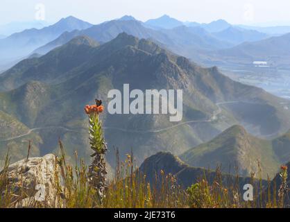 Butterfly on Flower, Outeniqua Mountain Range, South Africa Stock Photo