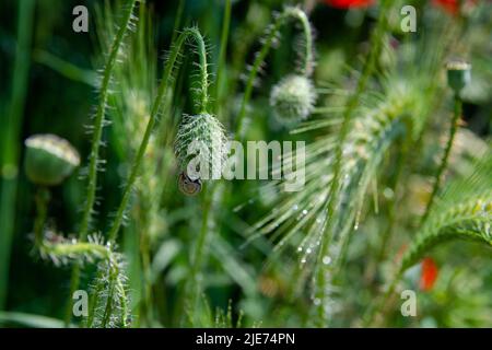 Poppy head in dew drops and snail sits on it. Wild poppy fruit in water droplets against the background of meadow grasses. Stock Photo