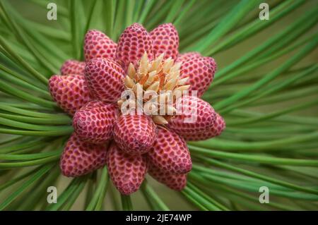 Immature male pollen cones of a Rocky Mountain Ponderosa Pine tree. Stock Photo