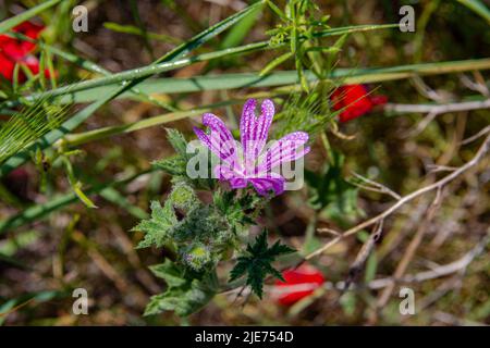 Close-up shot of a wild geranium flower with dew drops. Violet meadow flower in the rays of the morning sun. Macro photo. Stock Photo