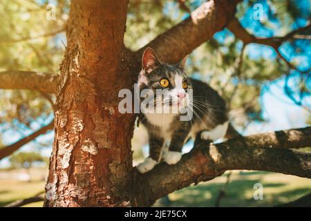 Cute cat sitting on a tree outdoors in nature on a sunny day Stock Photo