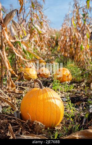 Yellow pumpkin field ready for harvest. Selective focus. Yellow round pumpkins on the background of the vegetable garden and corn grass, harvest time Stock Photo