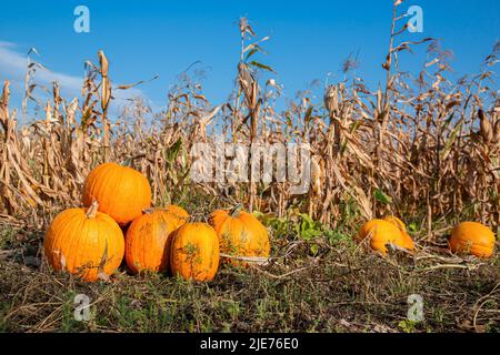 Yellow pumpkin field ready for harvest. Selective focus. Yellow round pumpkins on the background of the vegetable garden and corn grass, harvest time Stock Photo