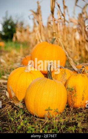Yellow pumpkin field ready for harvest. Selective focus. Yellow round pumpkins on the background of the vegetable garden and corn grass, harvest time Stock Photo