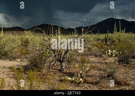 A monsoon storm sweeps over the sonoran desert Stock Photo