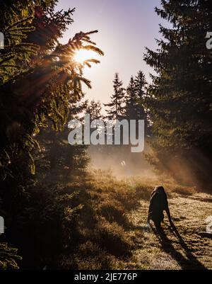 A terrible hungry wild animal resembling wolf or dog walks through a dark green dense spruce forest, with bright morning or evening sunbeams shining t Stock Photo