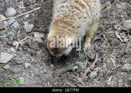 Suricate or meerkat Suricata suricatta detail portrait. Meerkat digging in the ground Stock Photo