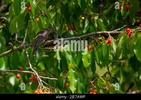 cherry tree branch  with red berries and flycatcher sitting on it Stock Photo