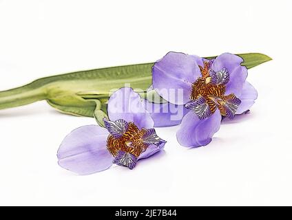 Iris germanica flowers on white background Stock Photo