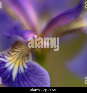 Wild Alaskan Iris Close-up Stock Photo