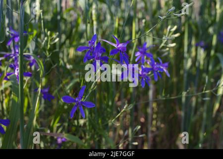 Forking larkspur, Consolida regalis or Wild Delphinium blue flowers, shallow depth of field Stock Photo