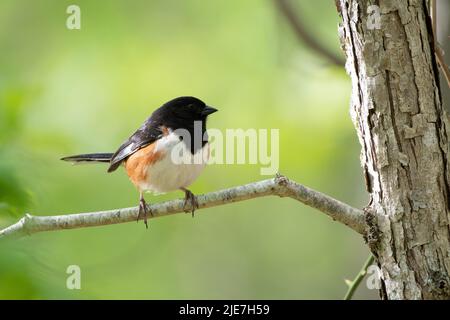 Eastern Towhee (Pipilo Erythrophthalmus) perched on tree at Terrell River County Park, Suffolk County, Long Island, New York, USA Stock Photo