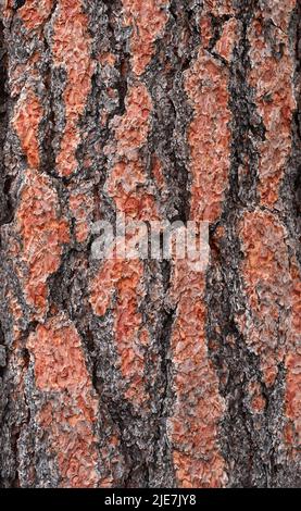 Ponderosa pine tree bark Stock Photo